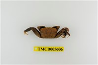 藏品(特氏大眼蟹)的圖片